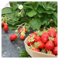 Fragaria Maika COV MA 65
